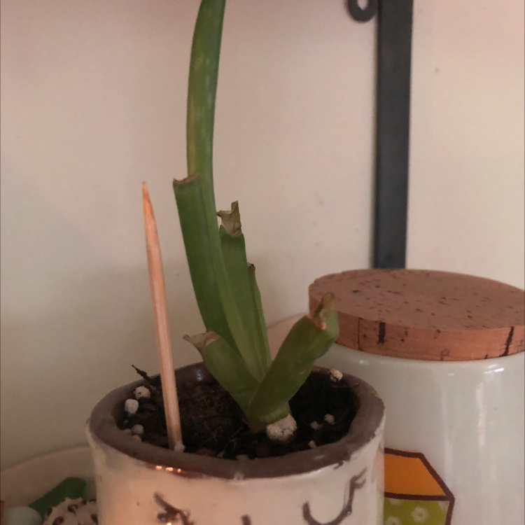 Aloe vera plant photo by Kydkyxkhc named Veronica on Greg, the plant care app.