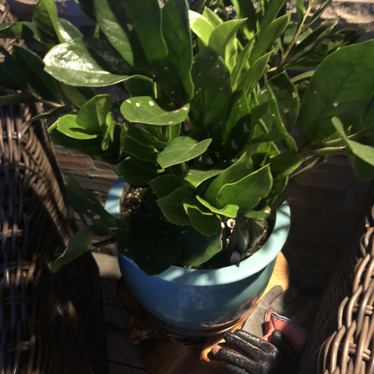 Zamioculcas Zamiifolia plant photo by Adrianne named Your plant on Greg, the plant care app.