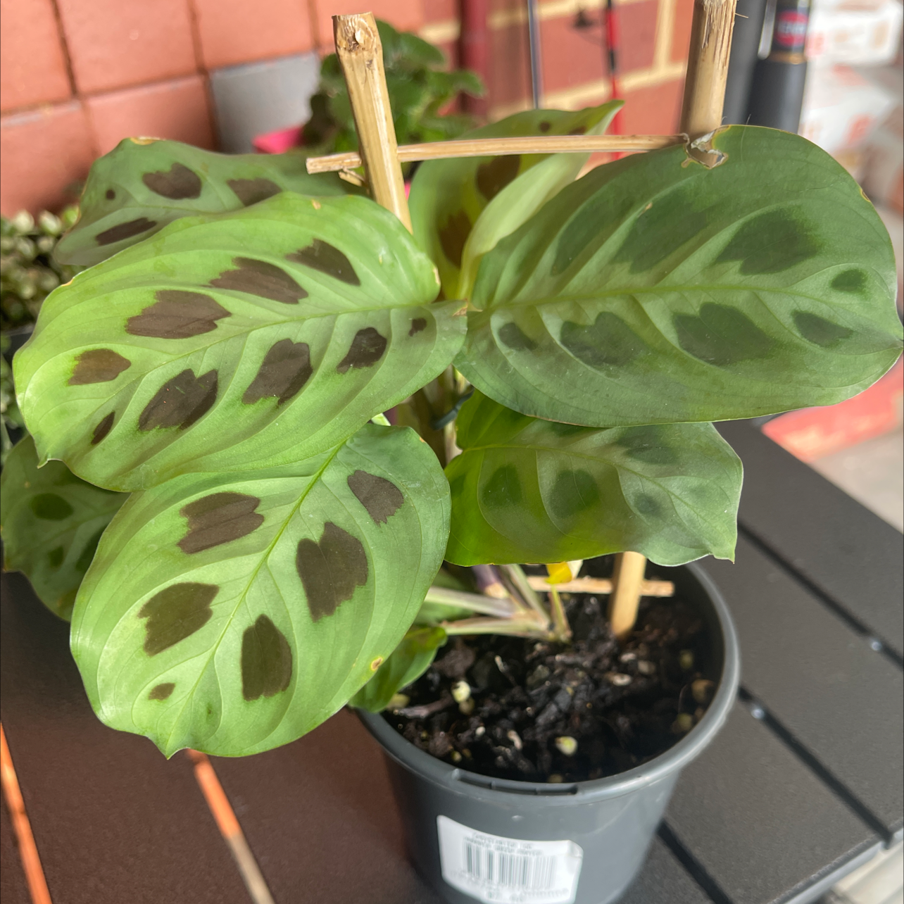Green Prayer Plant plant photo by @Celinehugi named Green prayer plant on Greg, the plant care app.