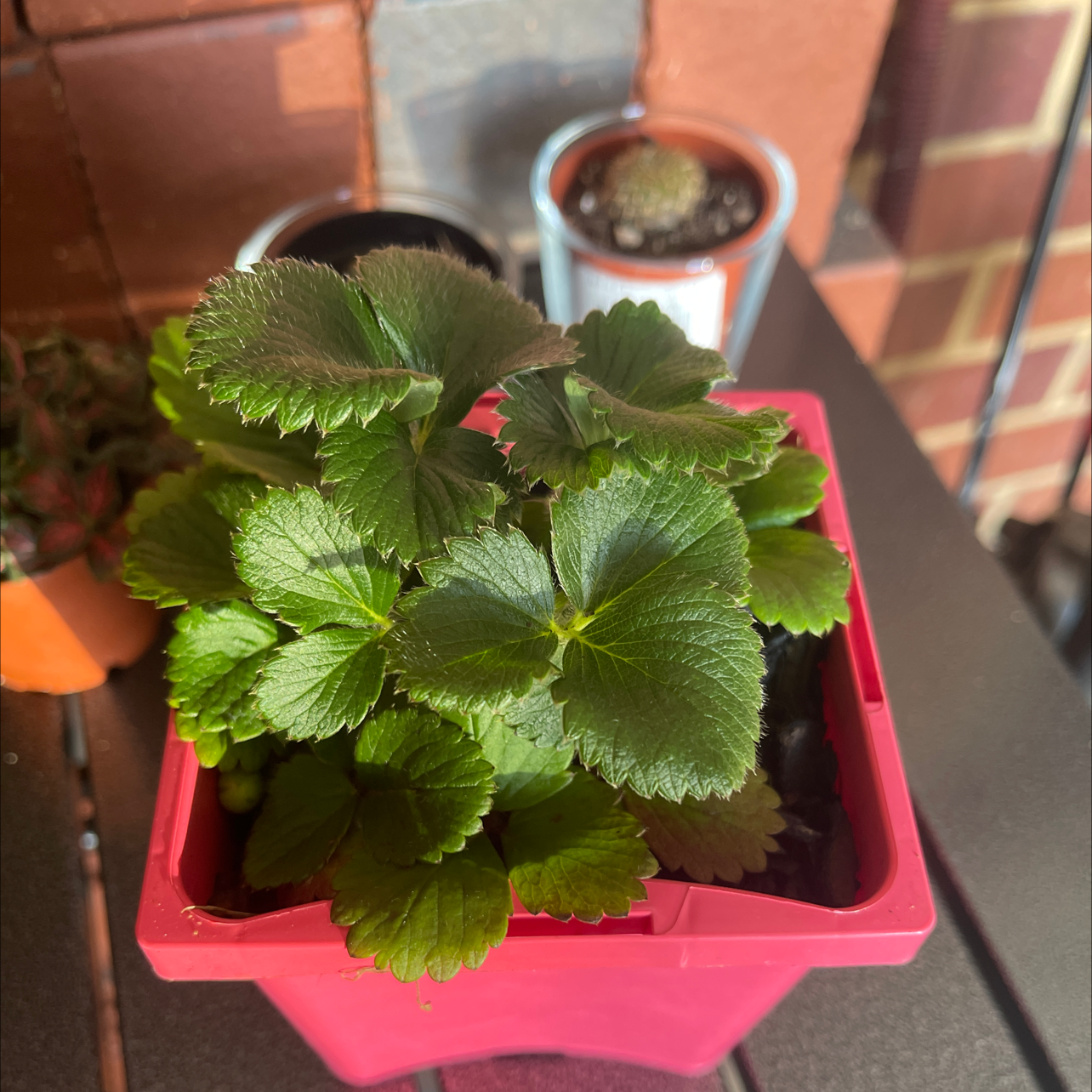 Beach Strawberry plant in a red pot with healthy green leaves, other potted plants in the background.
