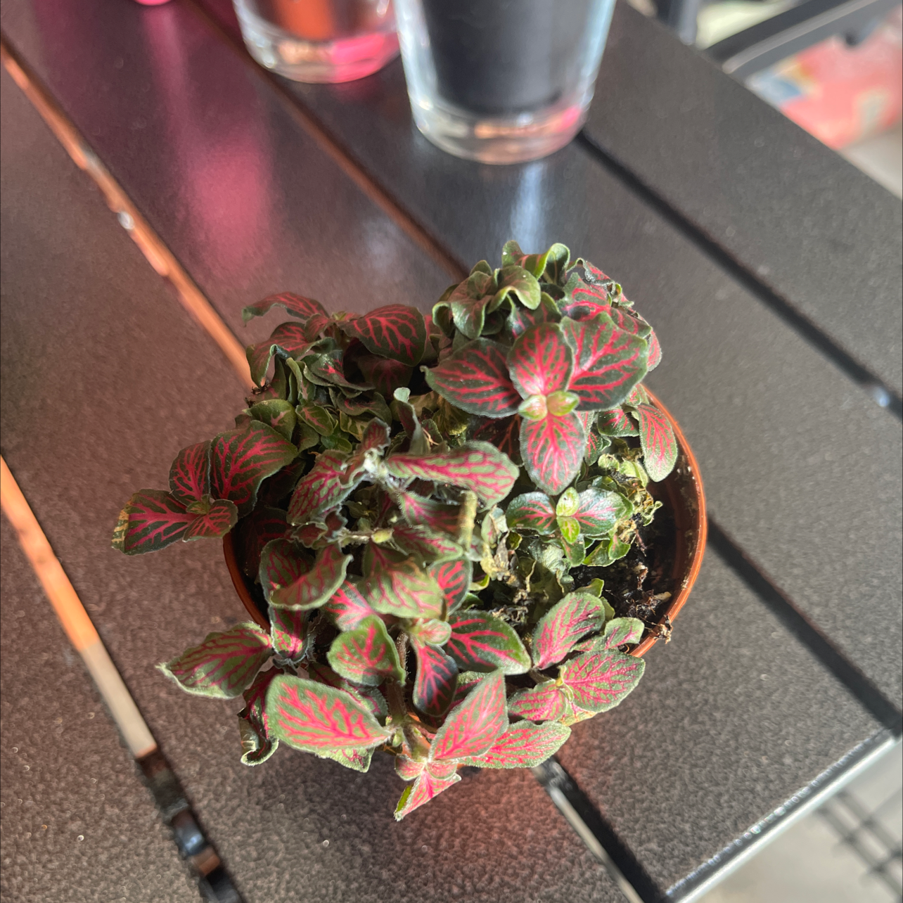 Nerve Plant plant photo by @Celinehugi named Fittonia on Greg, the plant care app.