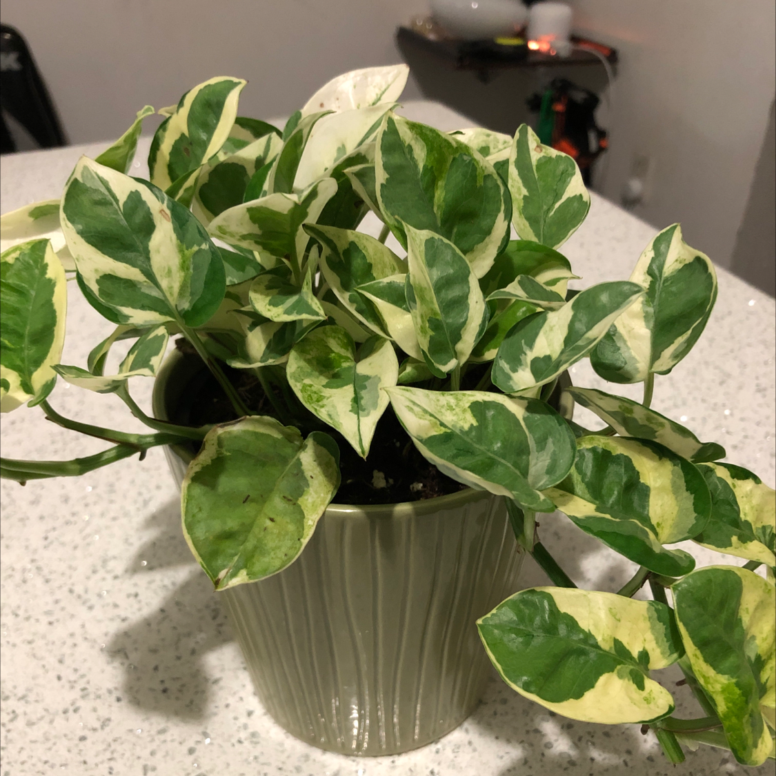 Pothos N' Joy plant with variegated leaves in a pot, showing some yellowing and browning.