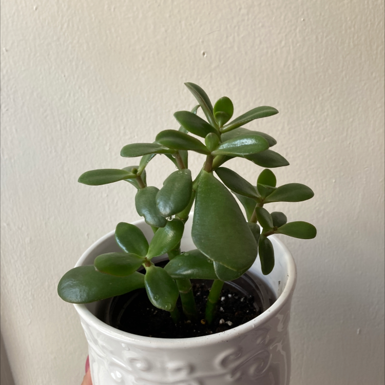 Lucky Plant plant photo by @princesatauro named Sasuke on Greg, the plant care app.