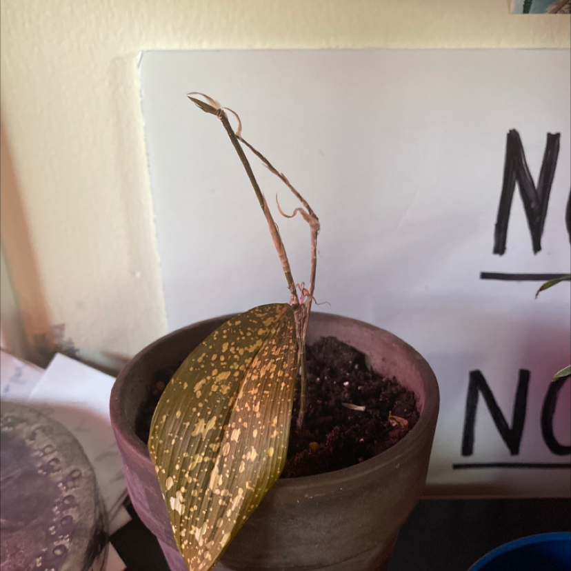 Mostly healthy Gold Dust Dracaena plant with vibrant variegated leaves in a brown plastic pot, one leaf yellowing, hand pointing out a feature.