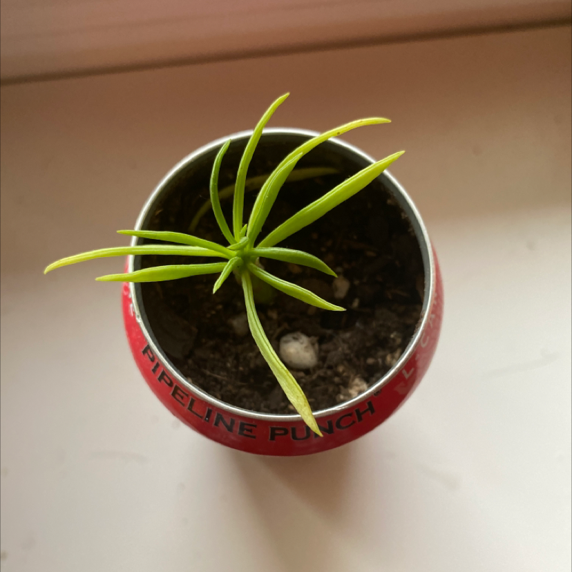 Why Are There Black Spots on My Barberton Senecio Leaves?