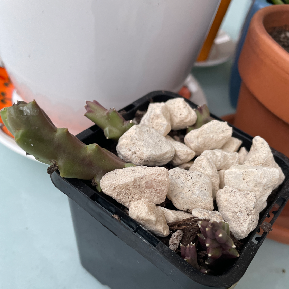 Stapelia Planiflora Jacq. in a small black pot with white rocks on the soil surface.
