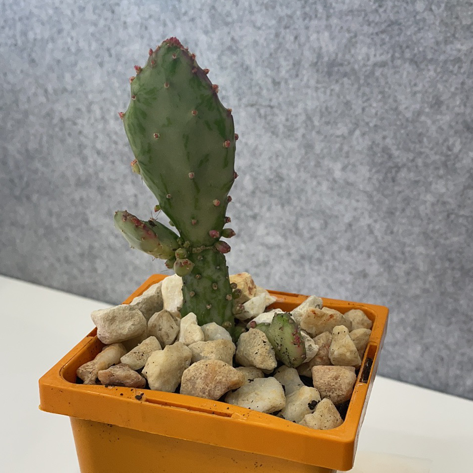 Bakersfield Beavertail Cactus in an orange pot with rocky soil.