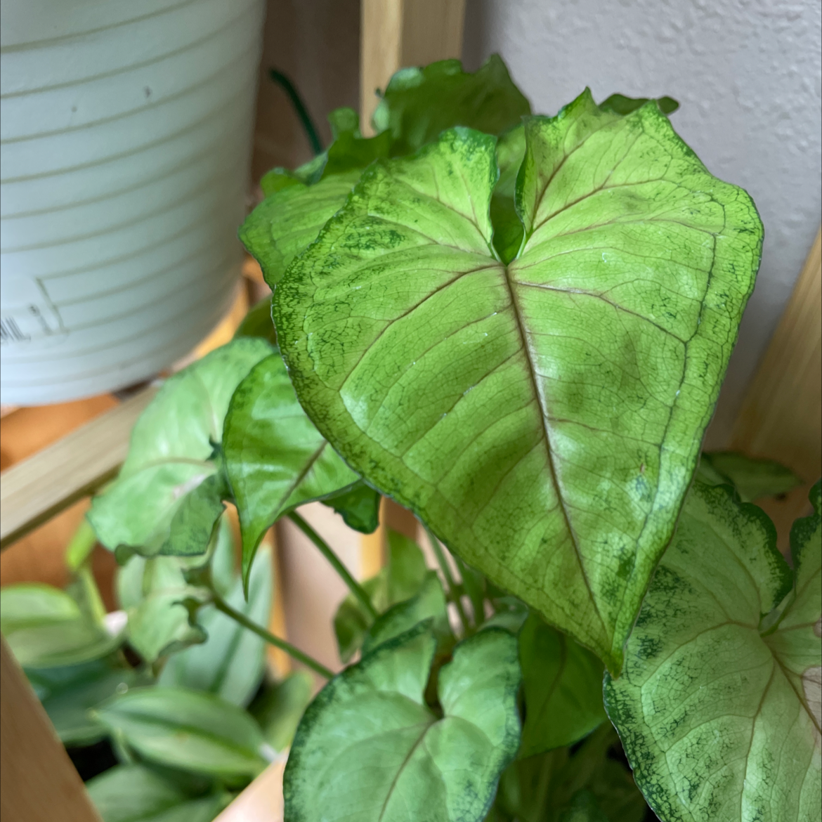 Syngonium 'Berry' plant with some browning on leaf edges, well-framed and centered.