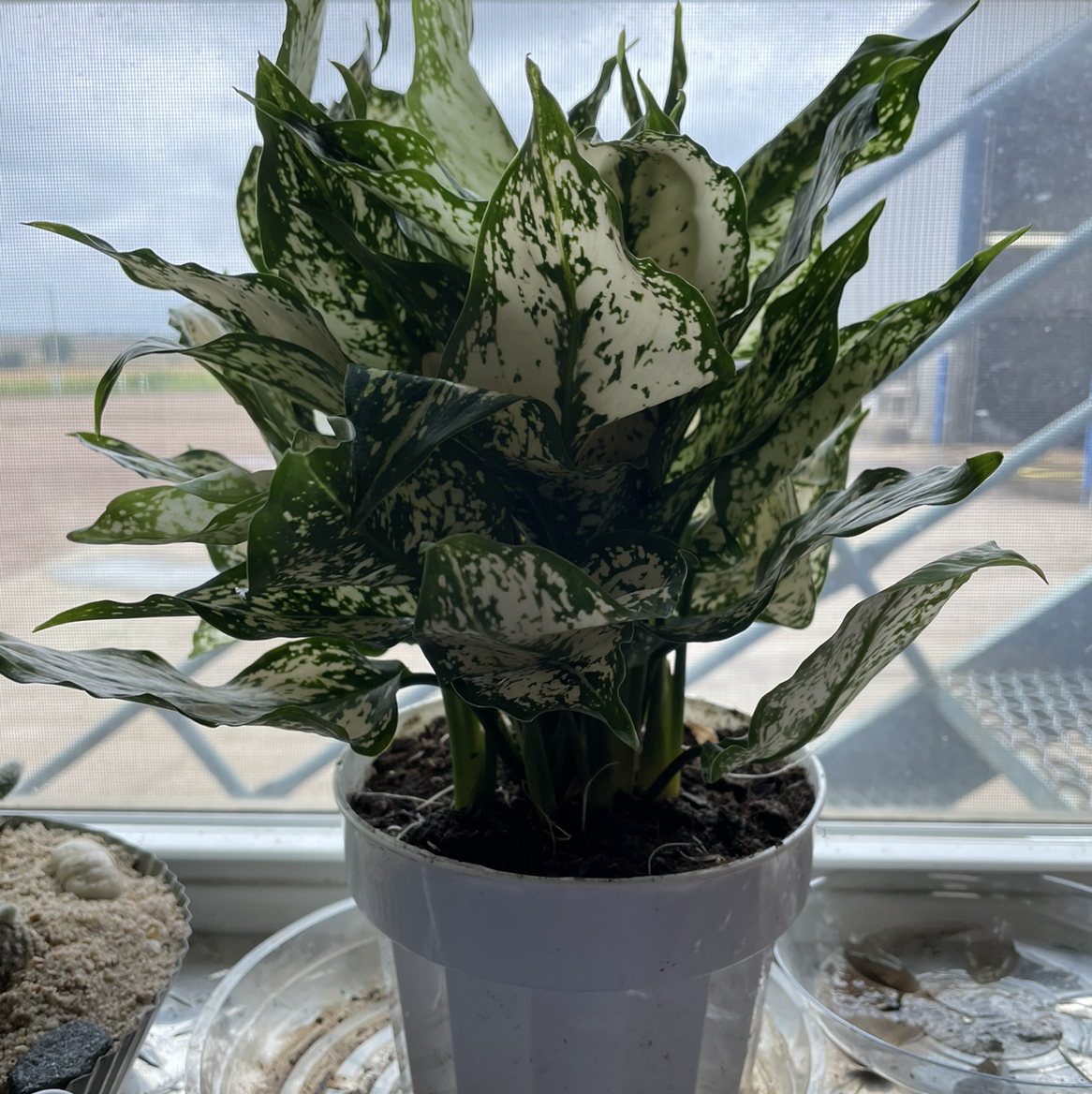 Potted Aglaonema 'Spring Snow' plant with variegated leaves, healthy appearance.