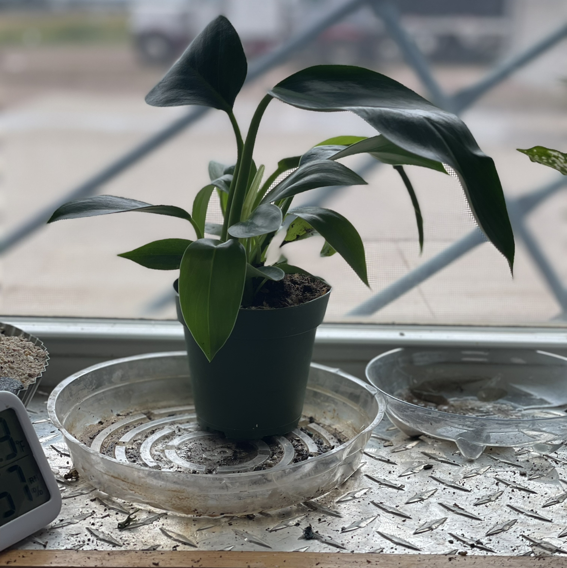 Philodendron 'Congo' plant in a pot on a windowsill, healthy green leaves.