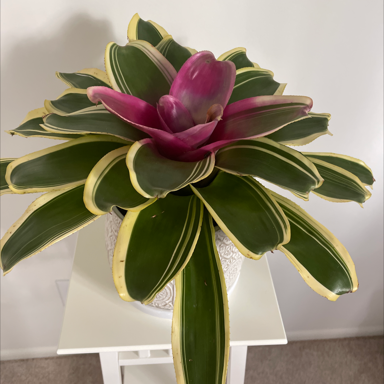 Photo of the plant species Blushing Bromeliad by Carrie named Dolores on Greg, the plant care app