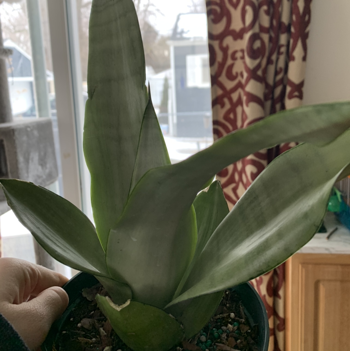 Silver Snake Plant with broad, upright leaves in a pot. Soil and a hand are visible.