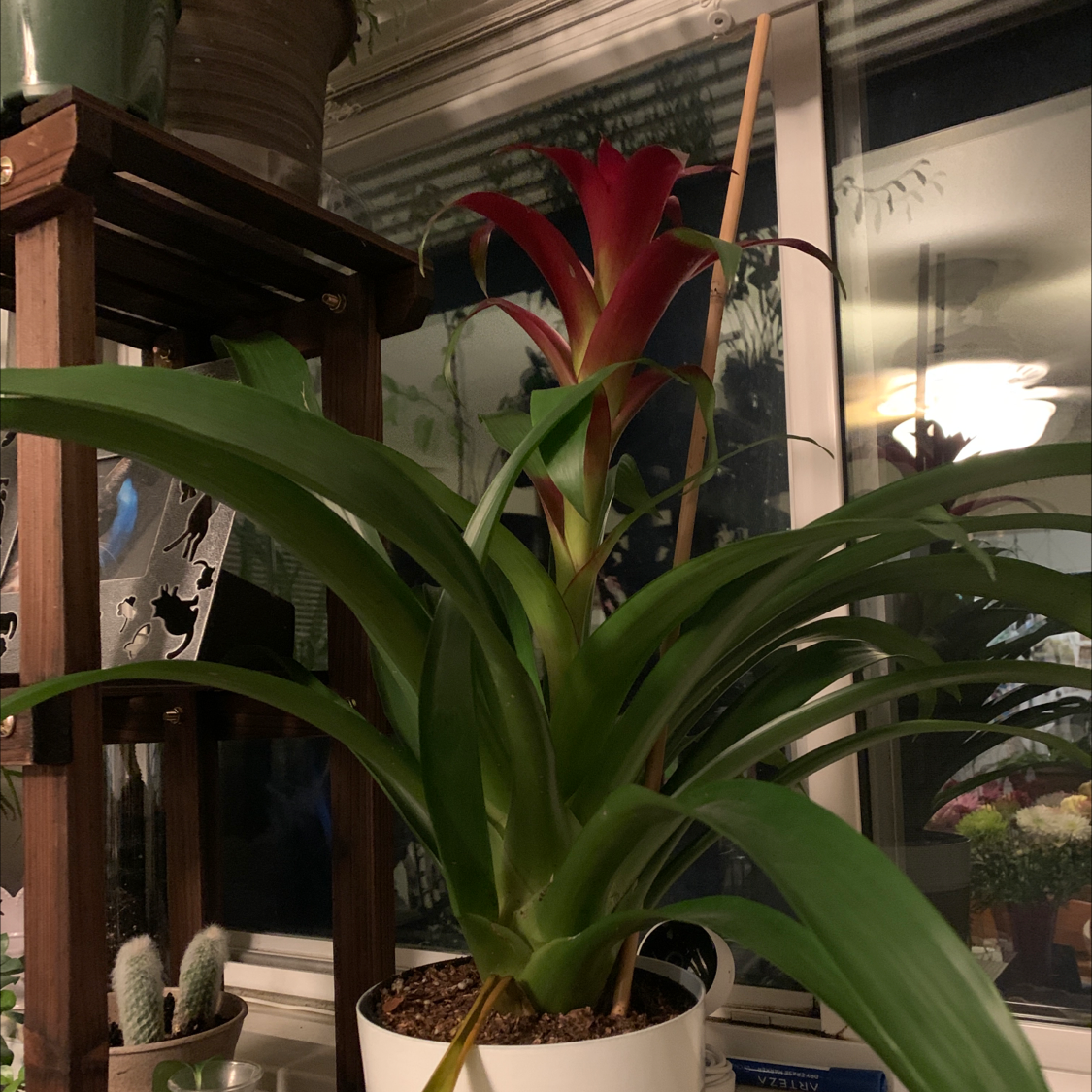 Urn Plant (Bromeliad) with green leaves and a red flower, potted indoors near a window.
