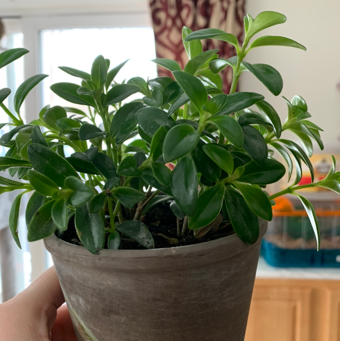 A healthy potted Goldfish Plant with green leaves, held by a hand.