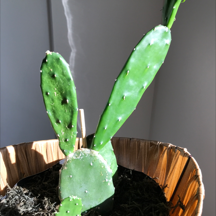 Bakersfield Beavertail Cactus in a pot with visible soil, healthy green pads.