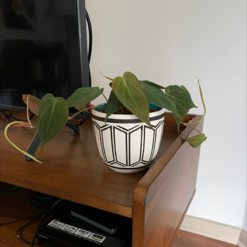 Philodendron Scandens plant photo by Ana named Velvet leave philodendron on Greg, the plant care app.