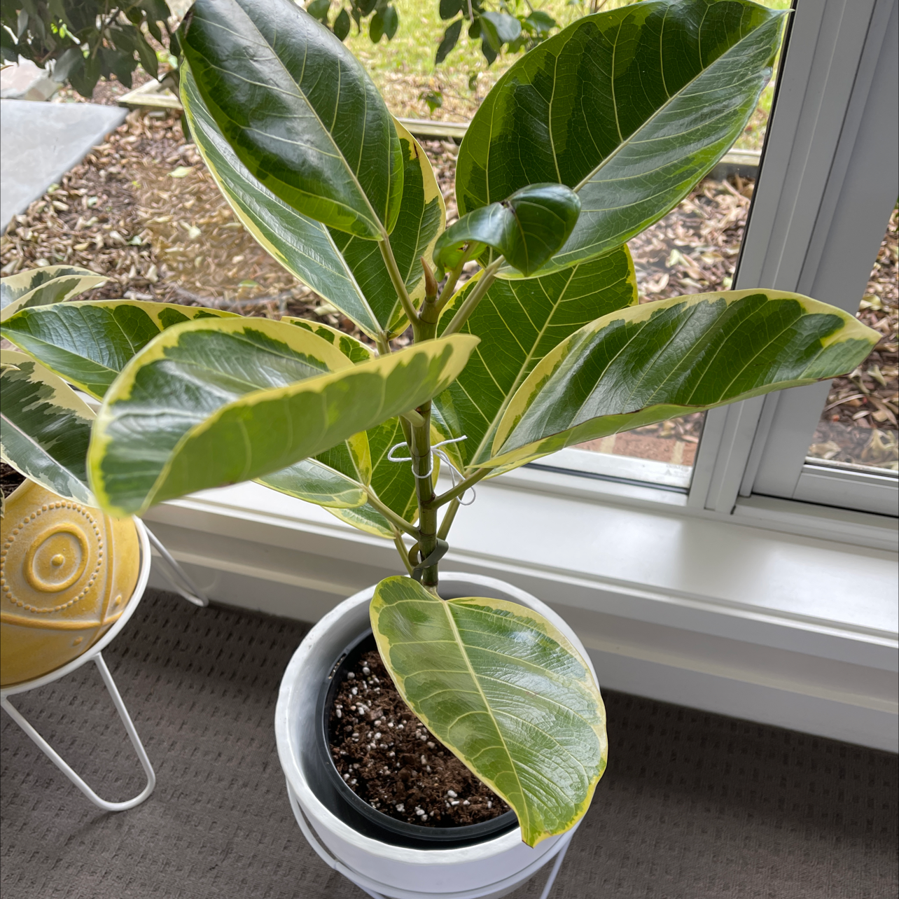 Healthy Florida Strangler Fig plant with vibrant green leaves in a pot, visible soil.