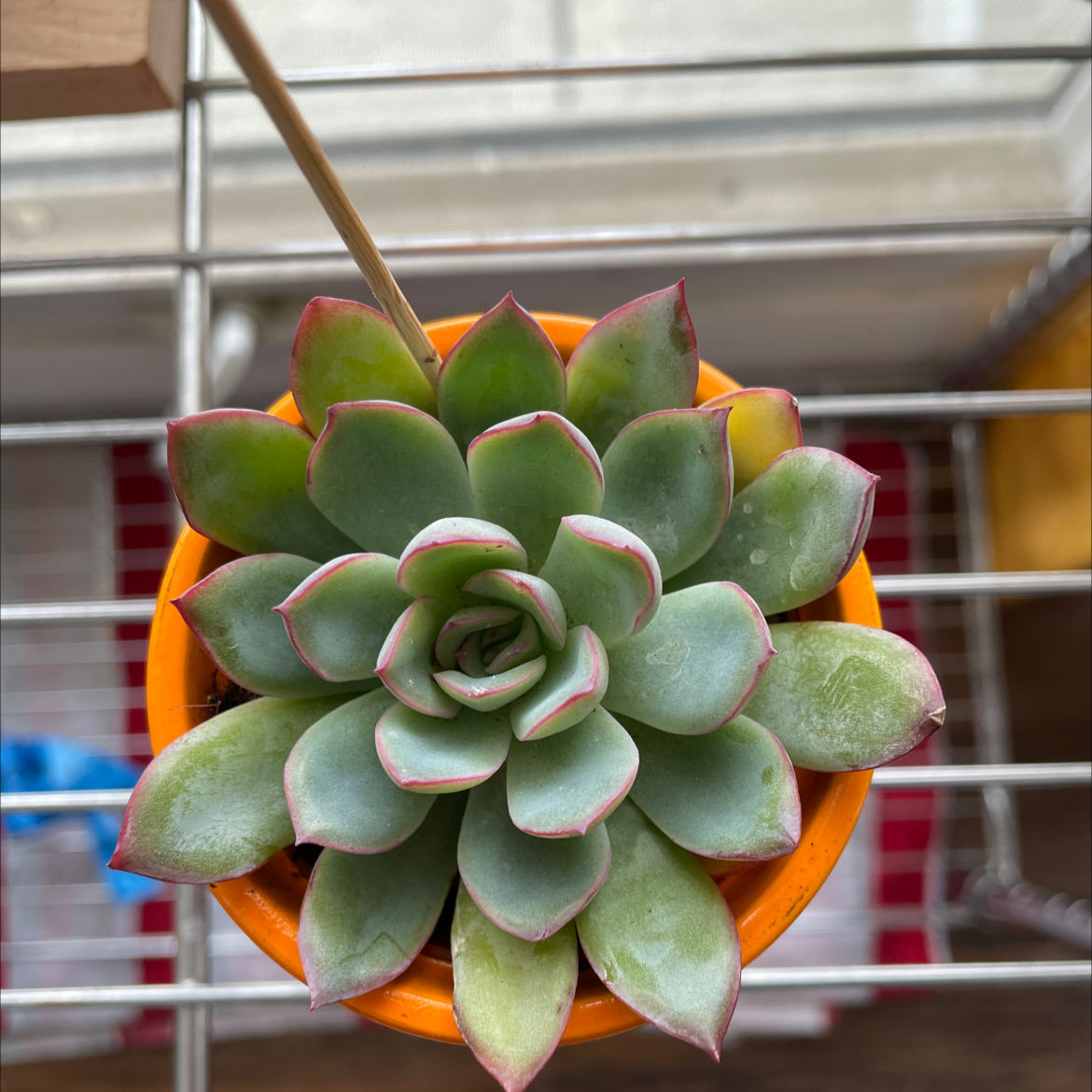 Top view of a healthy Pearl Echeveria succulent in an orange pot.