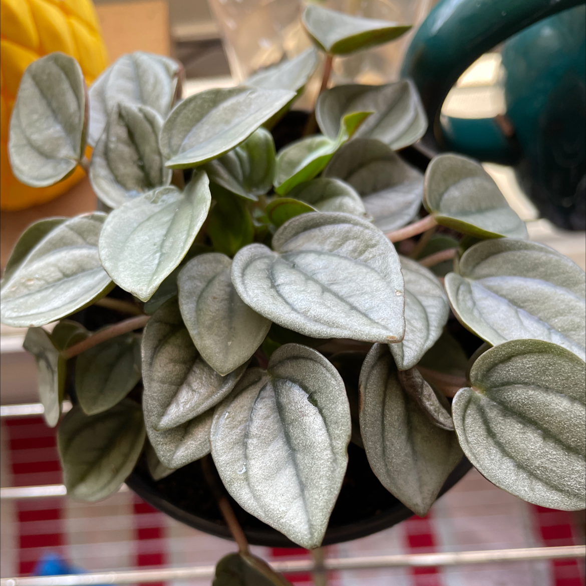 Close-up of a healthy vining peperomia plant with plump, velvety heart-shaped leaves in shades of gray and green.