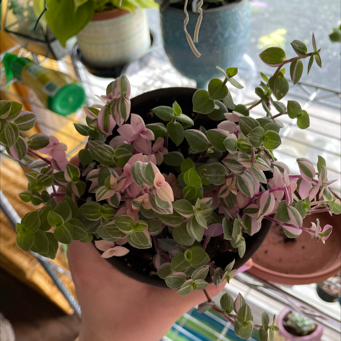 Healthy Creeping Inch Plant with lush green and purple foliage trailing from a terracotta pot, held by a hand on a colorful background.