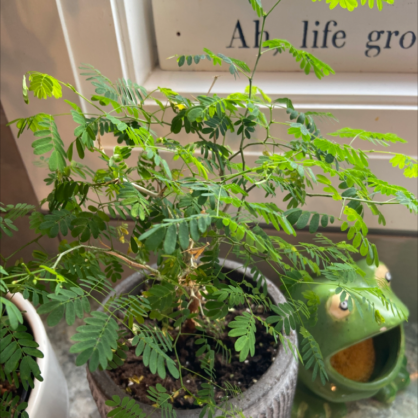 Dwarf Poinciana plant in a pot with vibrant green leaves, soil visible, and a frog-shaped planter nearby.