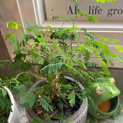 Dwarf Poinciana plant