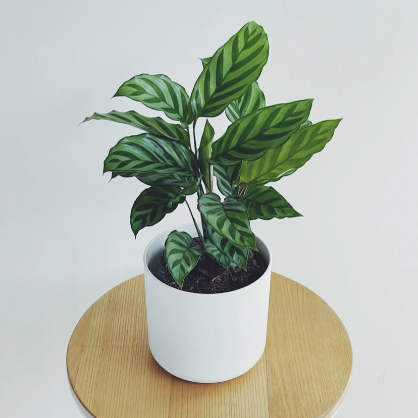 Photo of the plant species Calathea 'Freddie' by Brianna named Fredrick on Greg, the plant care app