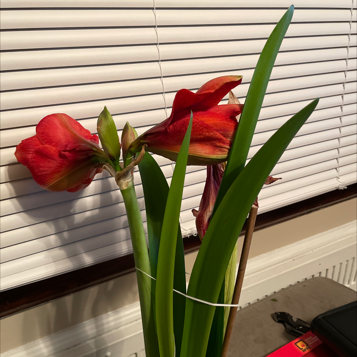 Photo of the plant species Mexican Lily by @Nhiggi120687 named Gobi on Greg, the plant care app