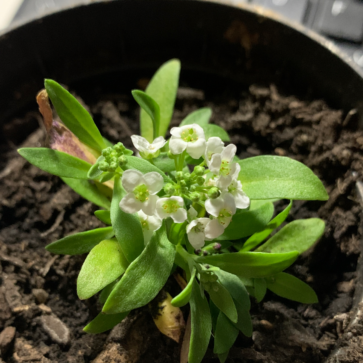 Healthy white Sweet Alyssum flowers in full bloom with green leaves, in a black pot with soil visible.