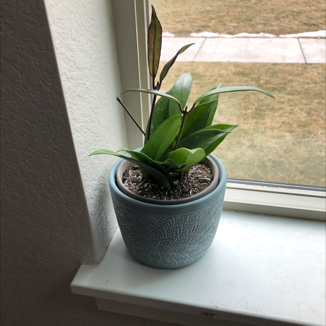 Hoya Carnosa Tricolor plant in a decorative pot on a windowsill with visible soil.