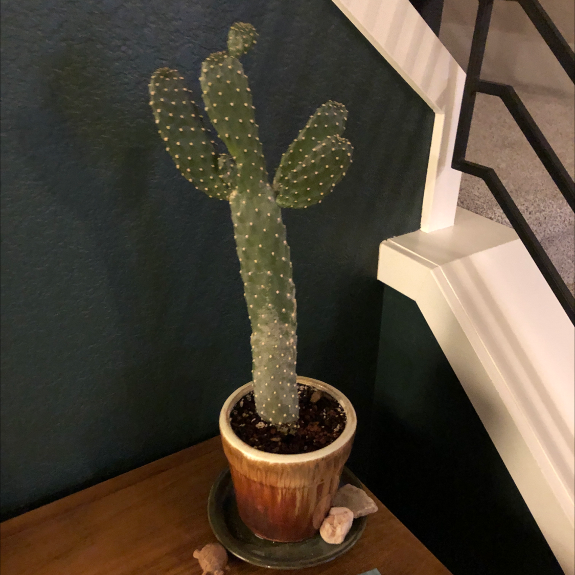 Potted Smooth Prickly Pear cactus indoors, healthy and well-framed.