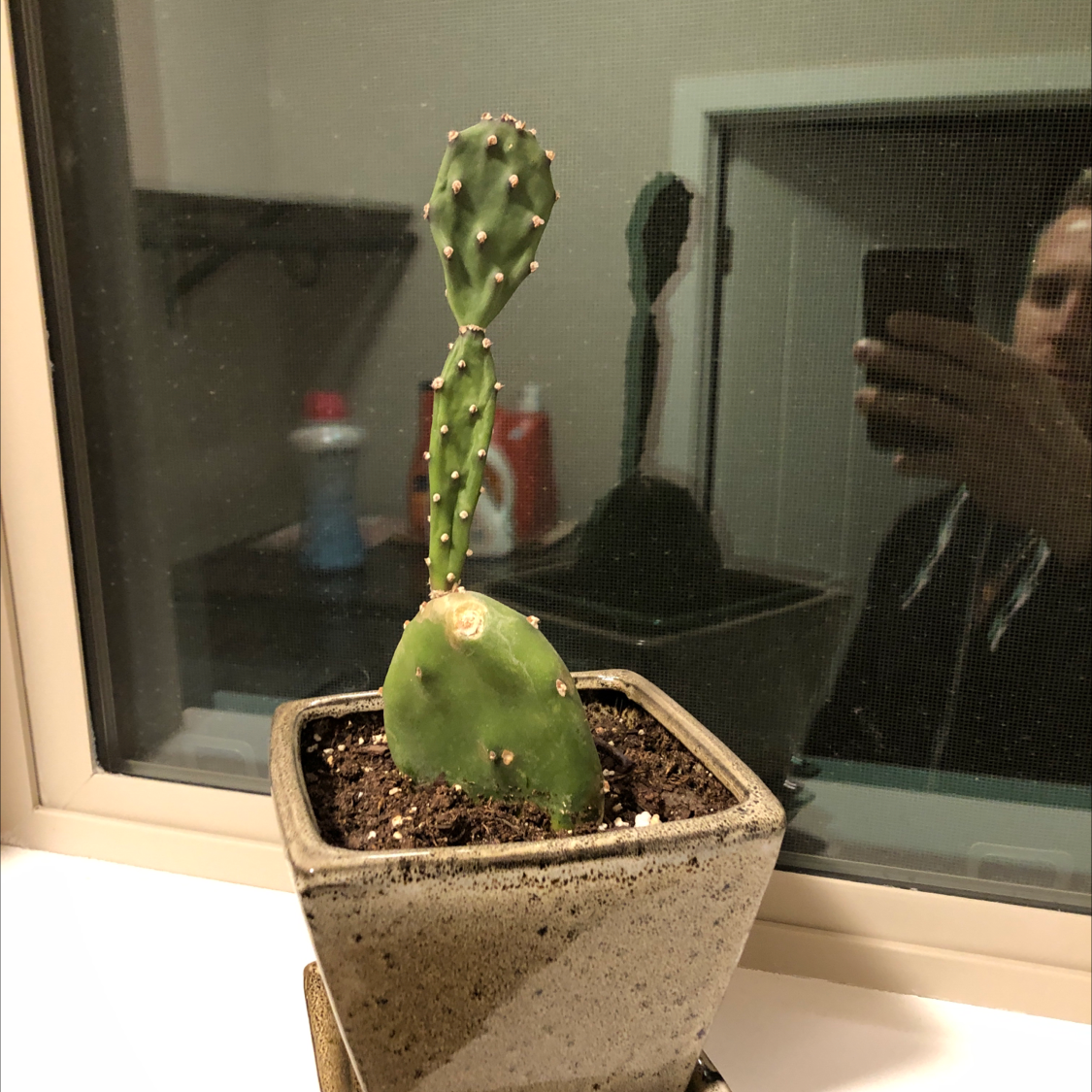 Smooth Prickly Pear cactus in a pot on a windowsill, with visible yellowing and browning on the lower pad.
