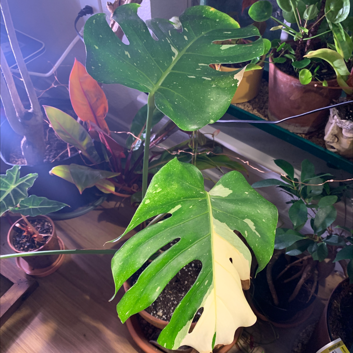 Variegated Monstera plant with distinct variegation on its leaves, well-framed and in focus.