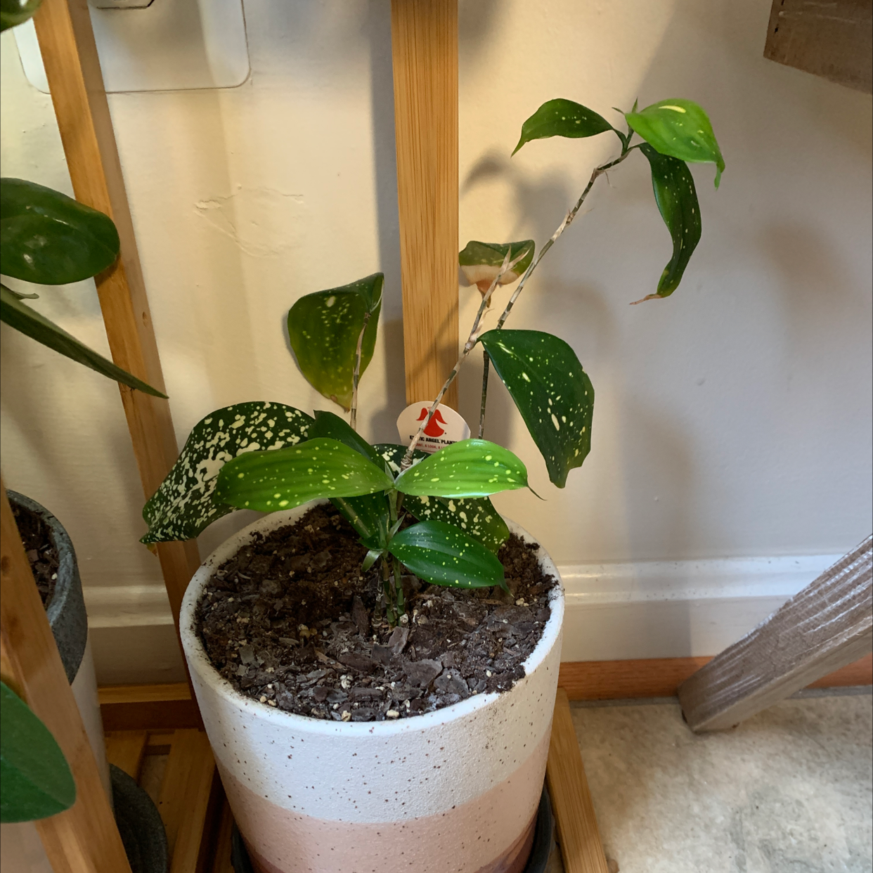 Dracaena 'Florida Beauty' plant in a pot with green leaves and white speckles.