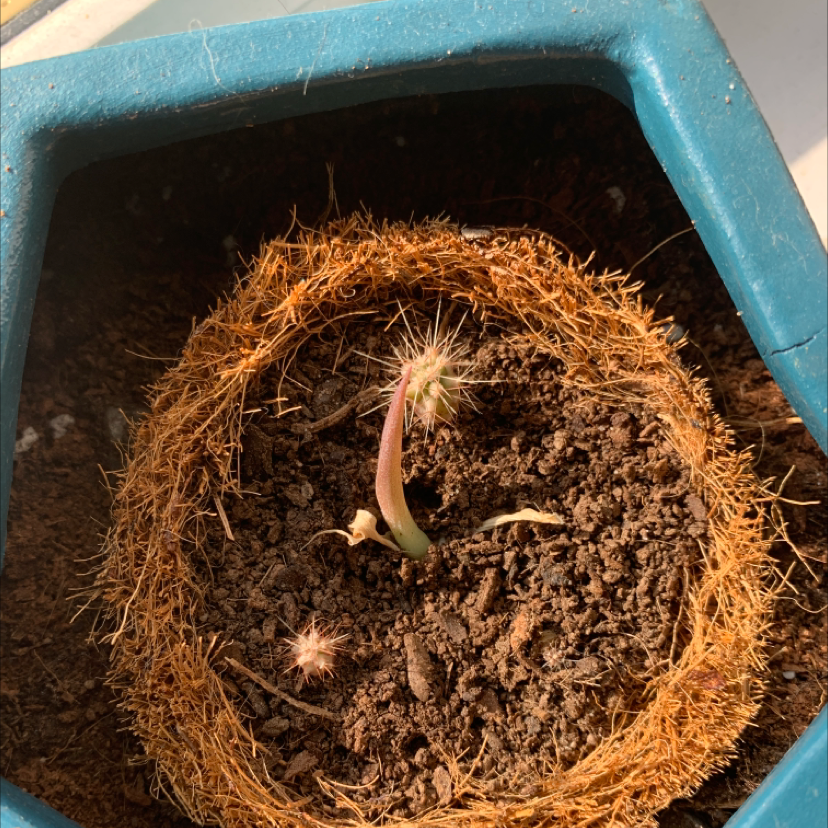 Photo of the plant species Aloe 'Mellow Yellow' by Naomi named Babiez on Greg, the plant care app