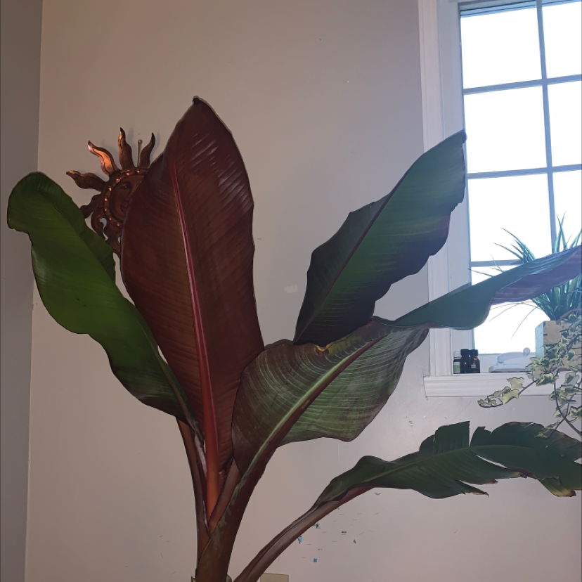 Abyssinian Banana plant with large, broad leaves indoors near a window.