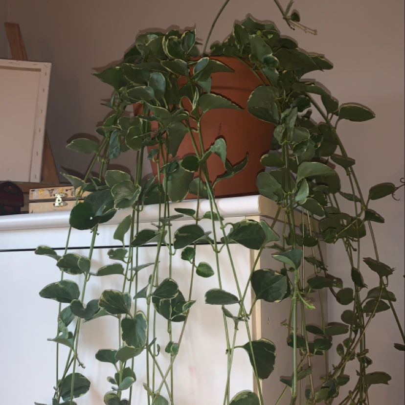 Photo of the plant species Greater Periwinkle by @clara.fuentesss named Raiponce on Greg, the plant care app