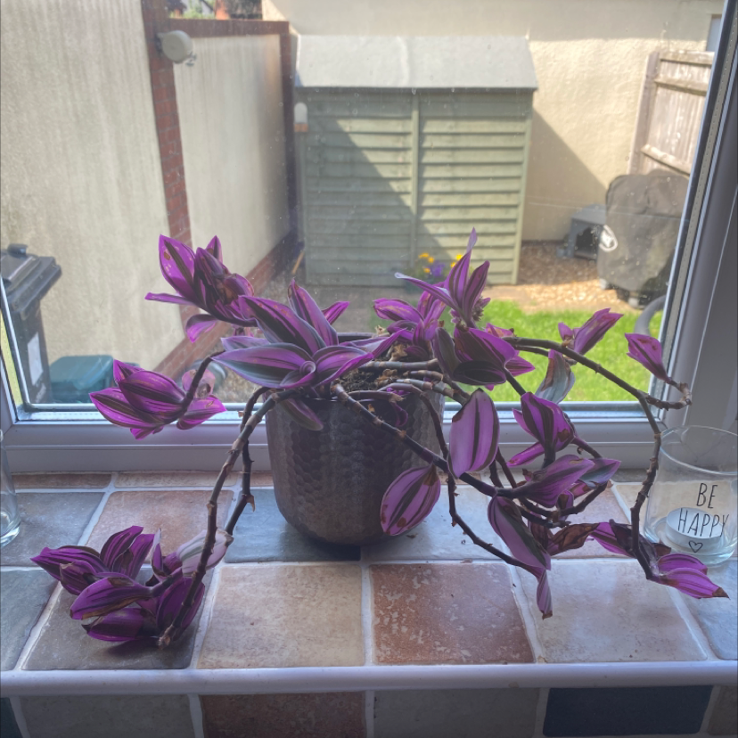 Spiderwort plant photo by @oswaldlopear named Cecelia on Greg, the plant care app.