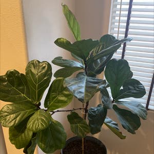 Fiddle Leaf Fig plant photo by Jeranda named Peaches on Greg, the plant care app.