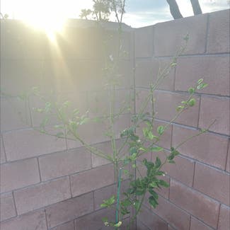 Meyer Lemon Tree plant in Las Vegas, Nevada