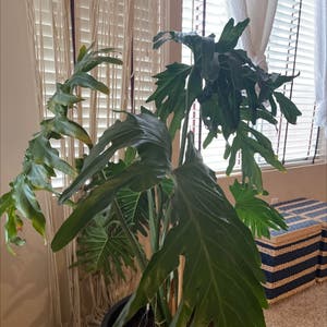 Split Leaf Philodendron plant photo by Jeranda named Phil on Greg, the plant care app.