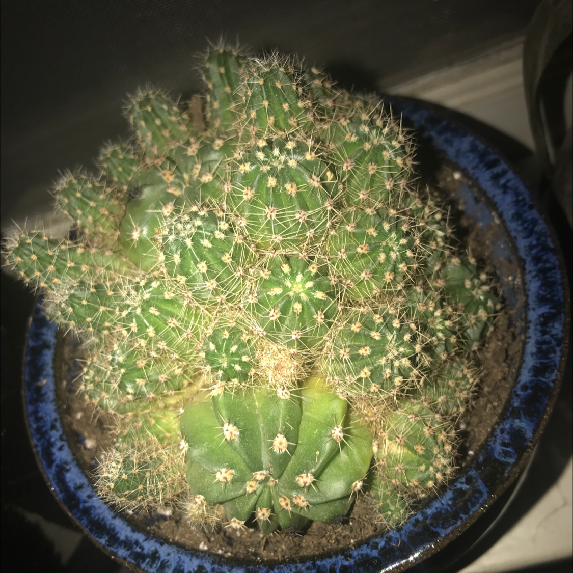 Little Nipple Cactus in a blue pot with visible soil, well-framed and in focus.