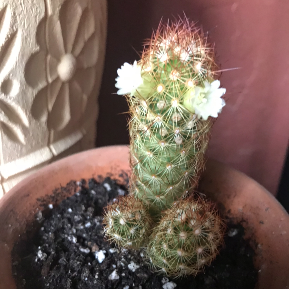 Lady Finger Cactus in a pot with visible soil and small white flowers.