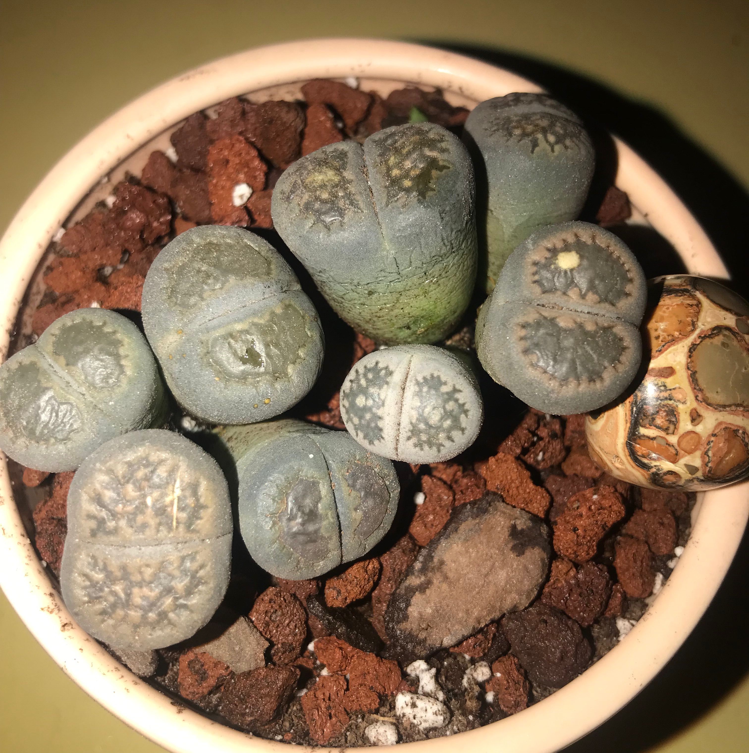 Lithops bromfieldii plant in a pot with rocky soil, well-framed and focused.