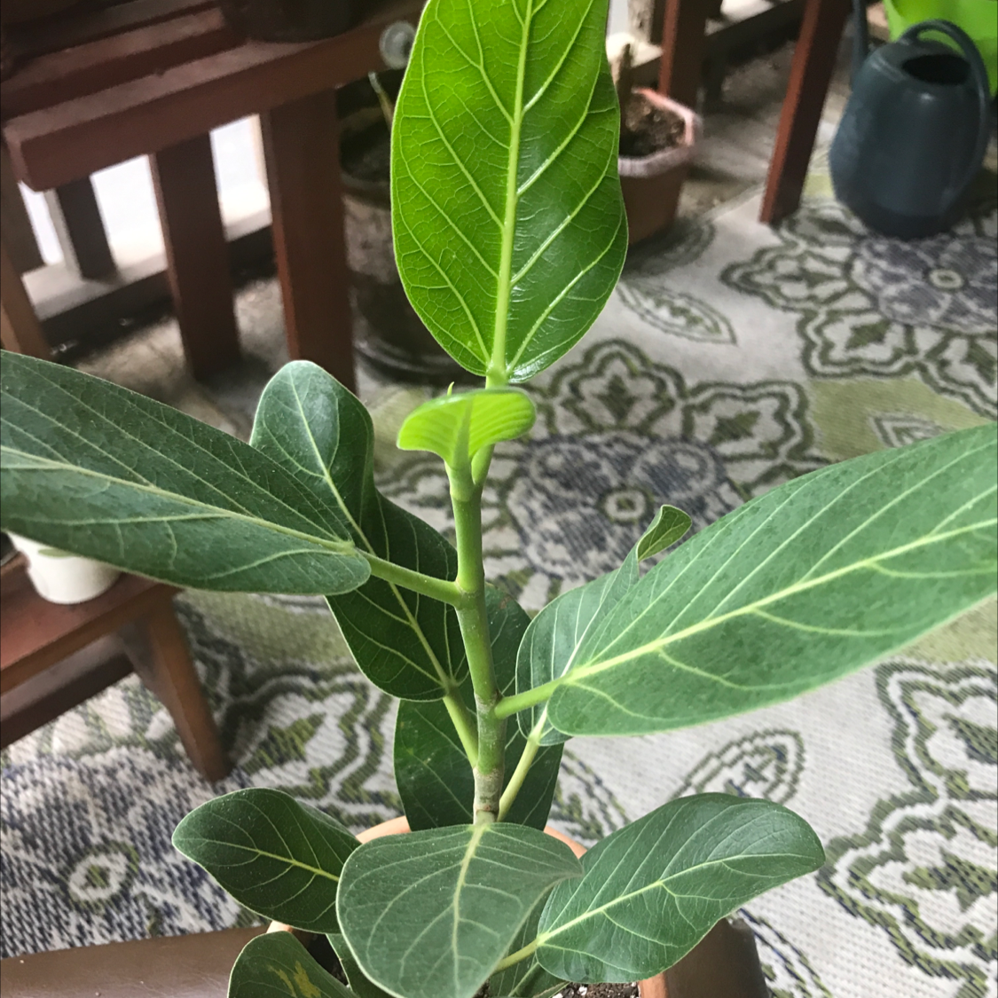 Healthy Audrey Ficus plant with vibrant green leaves and visible veins.