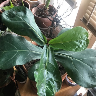Fiddle Leaf Fig plant in Kansas City, Missouri