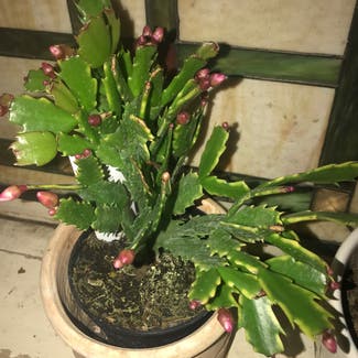 False Christmas Cactus plant in Kansas City, Missouri