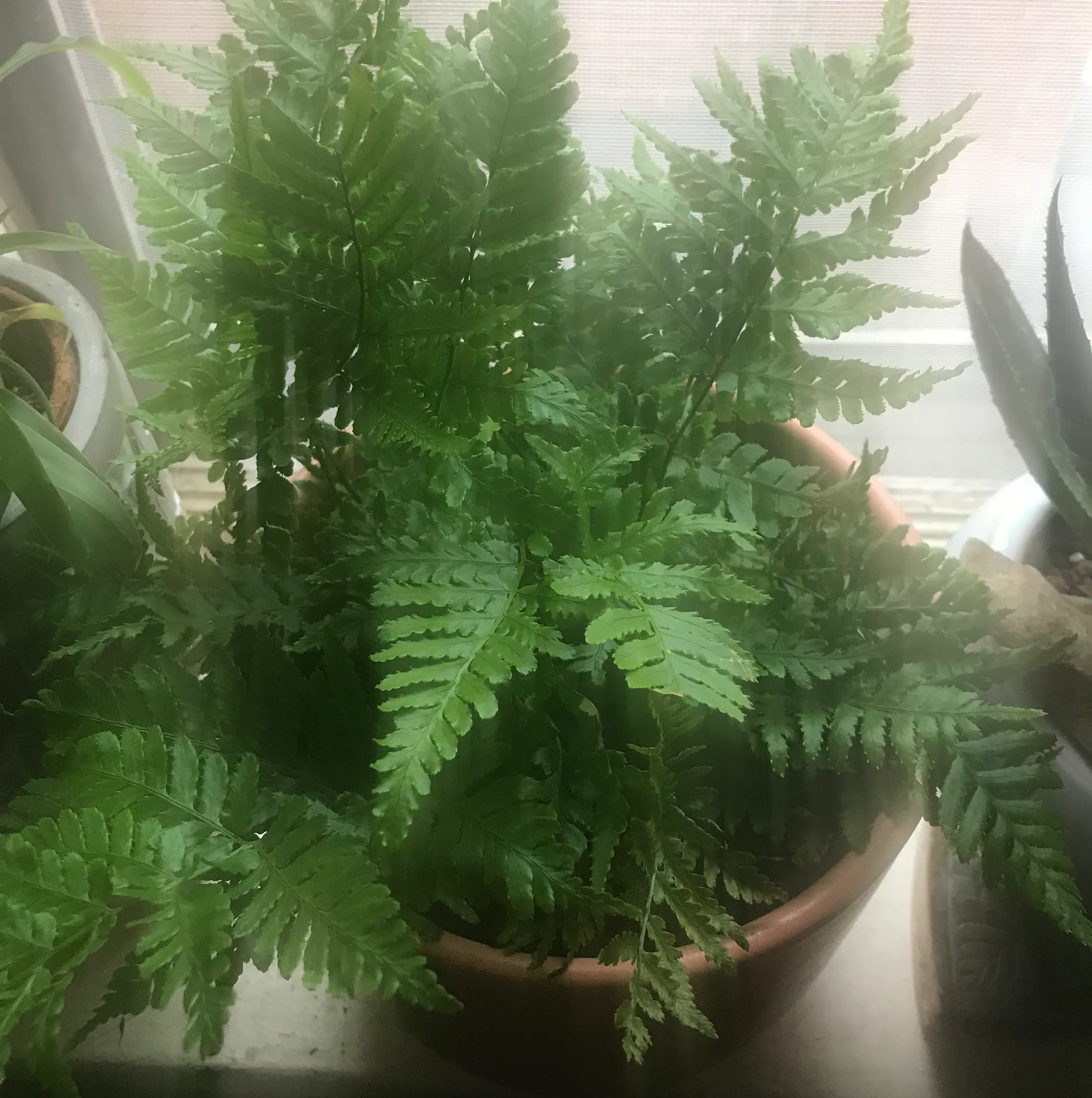 Leatherleaf Fern in a pot with vibrant green leaves, slightly hazy image.