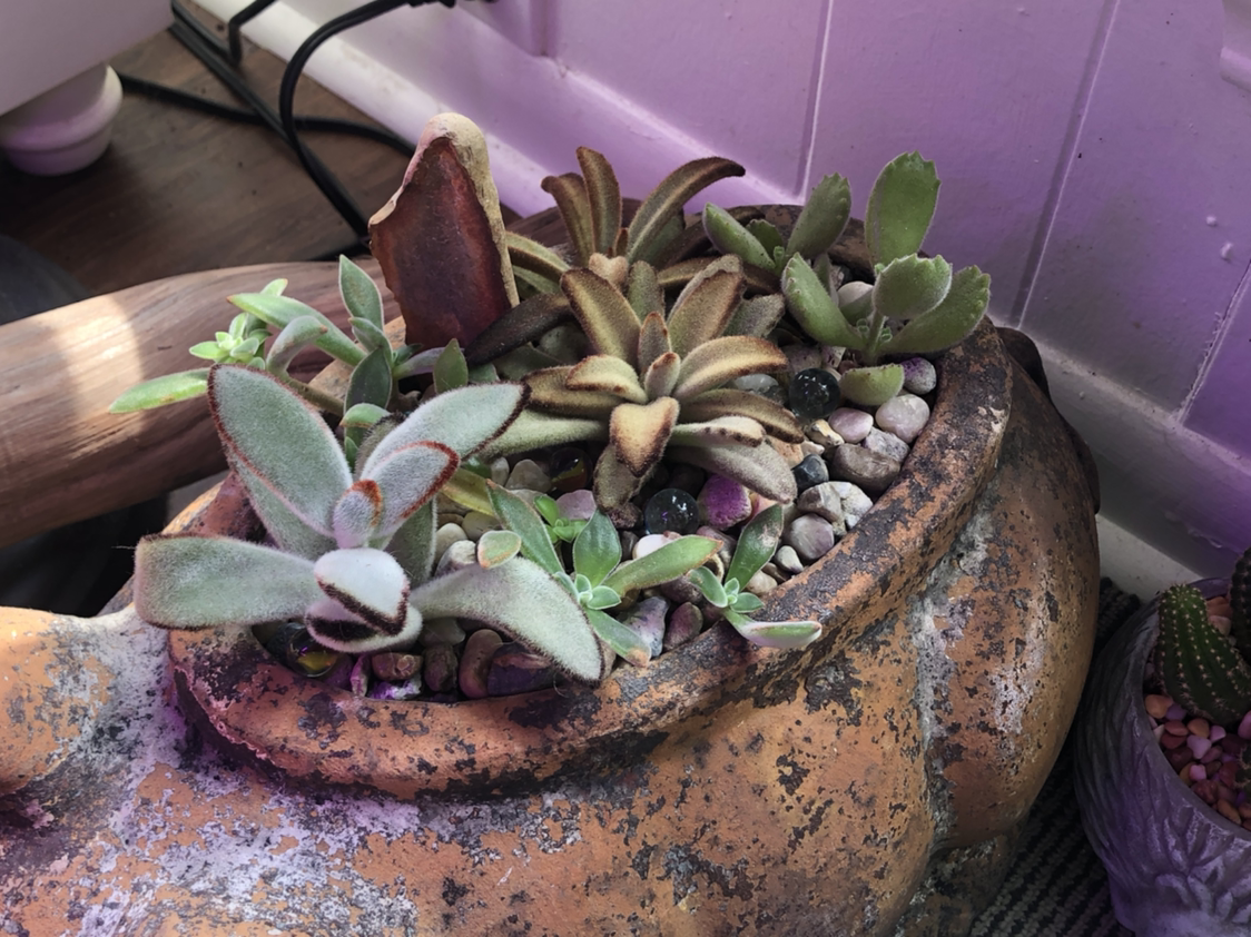 Panda Plant plant photo by Justin named Pig Planter on Greg, the plant care app.