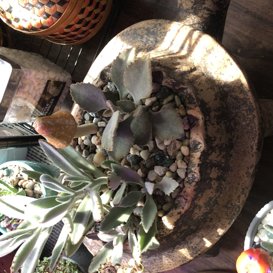 Panda Plant plant photo by Justin named Turtle Planter on Greg, the plant care app.